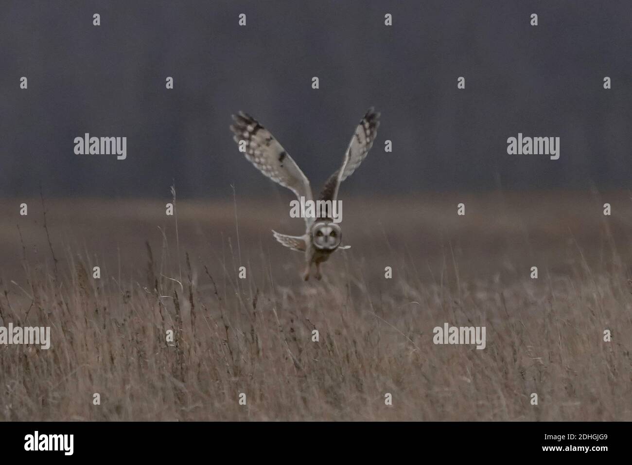 Kurzohreulen im Flug über Heufeld Jagd Stockfoto