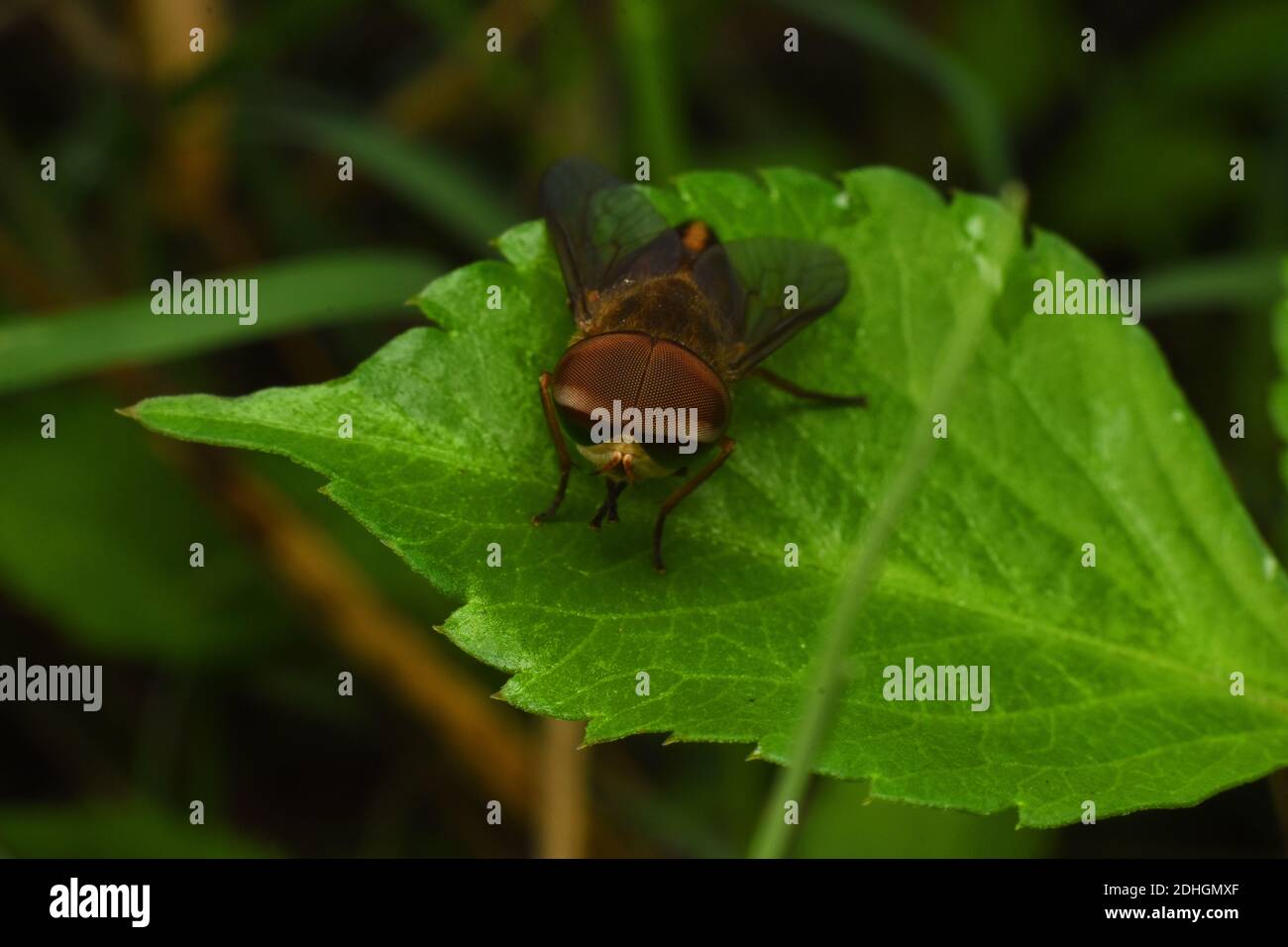 Schwebfliege Rest auf grünem Blatt Stockfoto