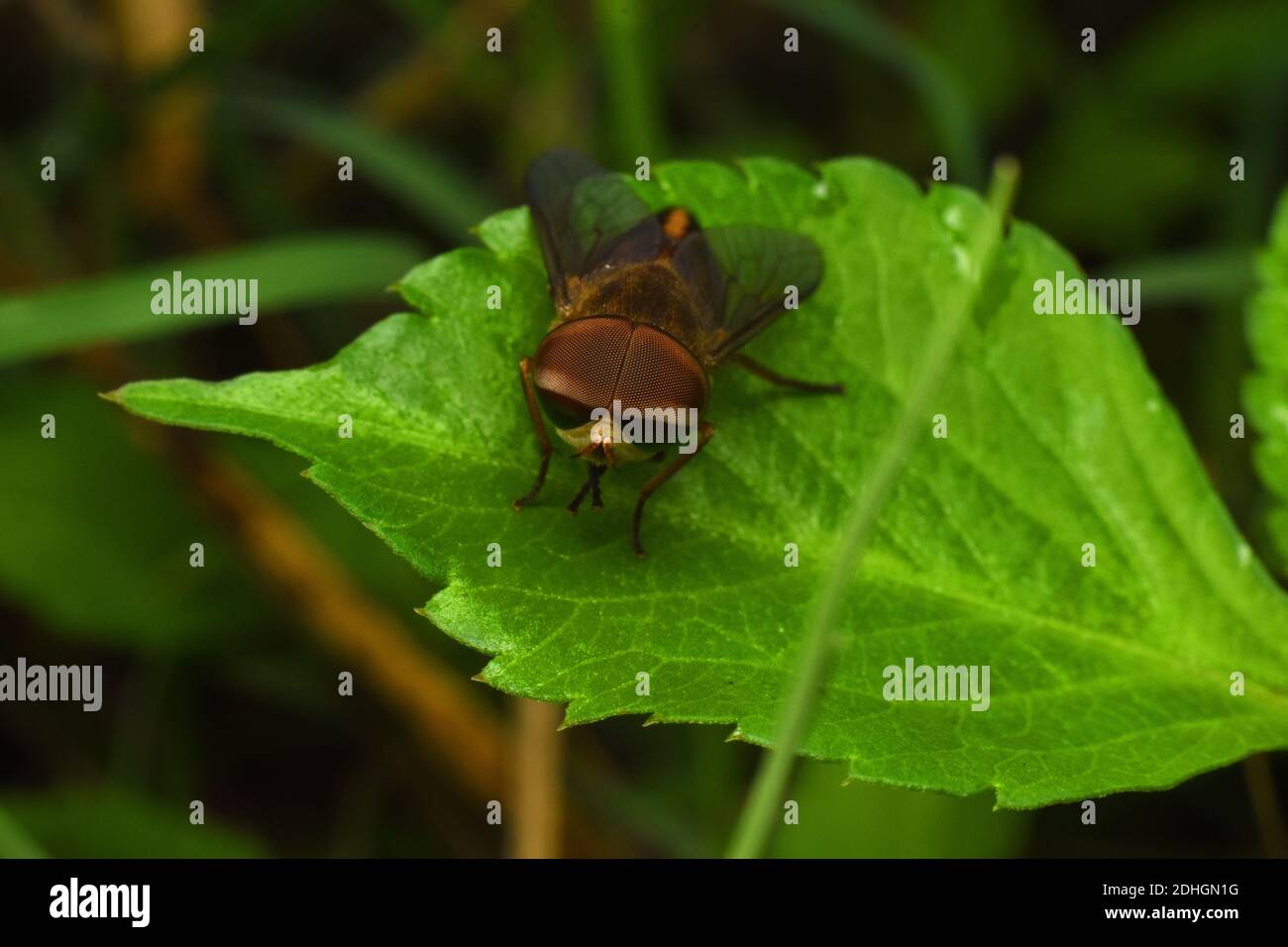 Schwebfliege Rest auf grünem Blatt Stockfoto