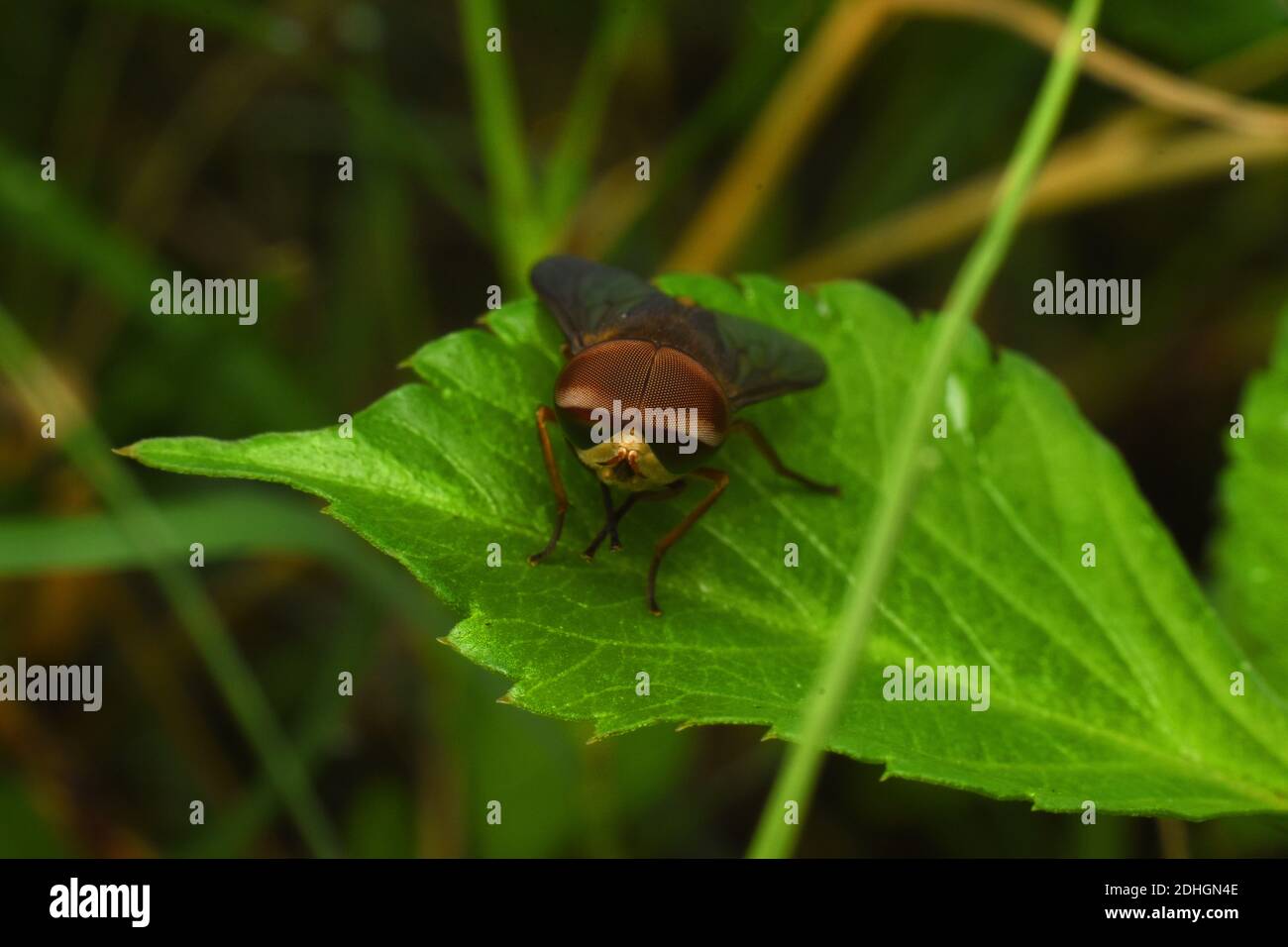 Schwebfliege Rest auf grünem Blatt Stockfoto
