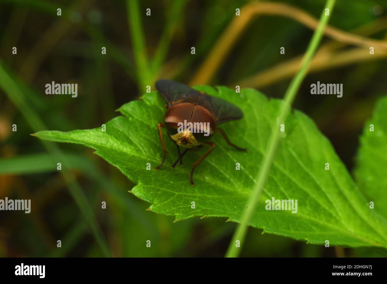 Schwebfliege Rest auf grünem Blatt Stockfoto