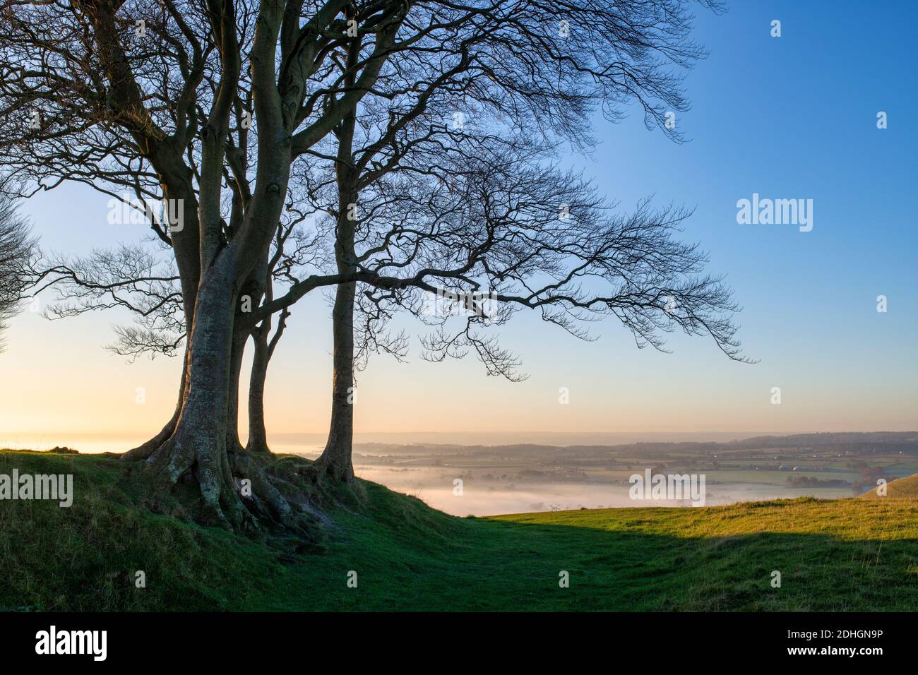 Buche gegen den Sonnenuntergang mit spätnachmittäglicher Nebel auf dem Roundway Hill in den Wessex Downs. Vale of Pewsey, Wiltshire, England Stockfoto