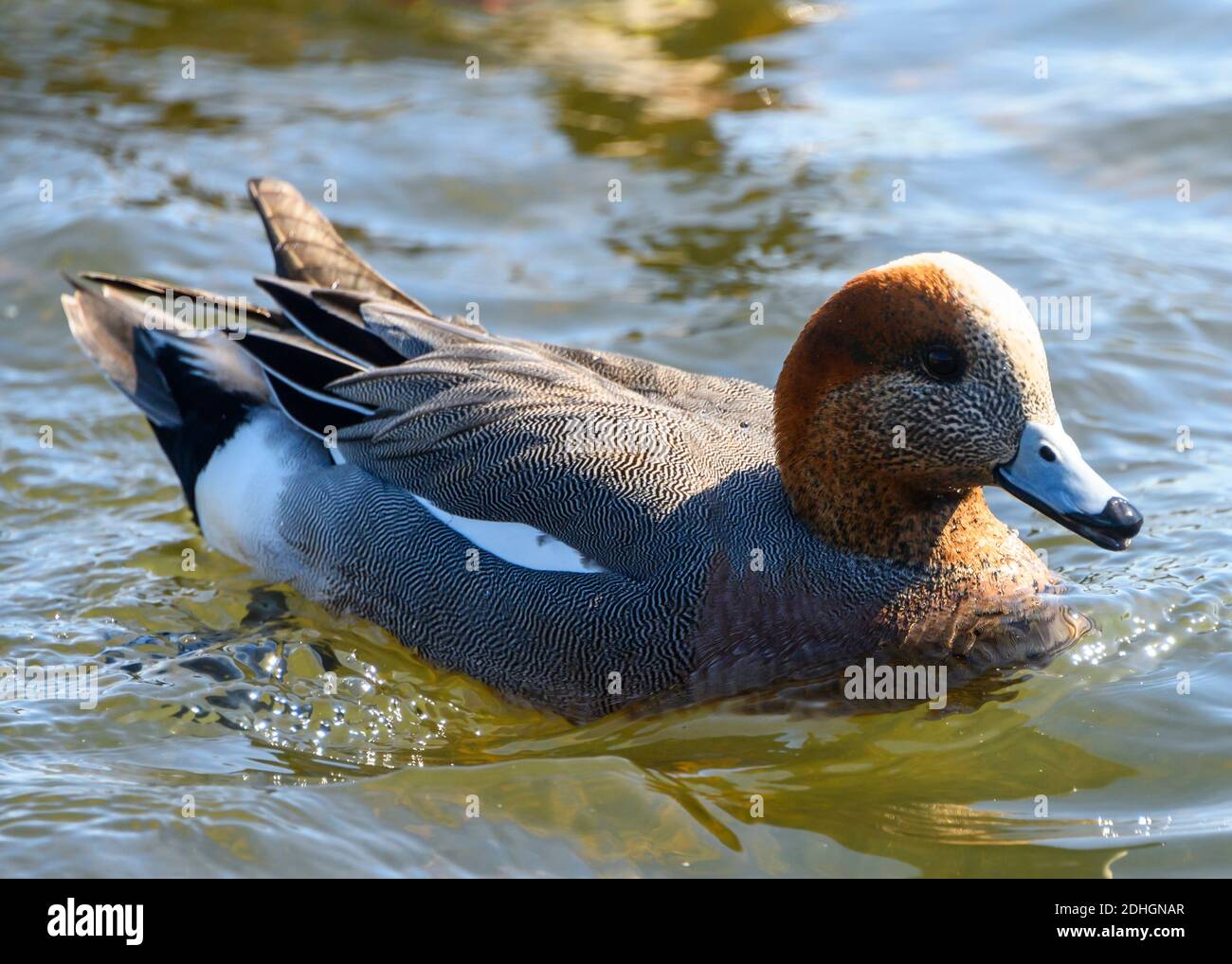 Schöne eurasische Kater Ente schwimmen im See. Orangefarbener und brauner Körper. Oranglicher, rötlich gefärbtes Haupt. Grauer Schnabel. Sonnige Tagesbilder Stockfoto