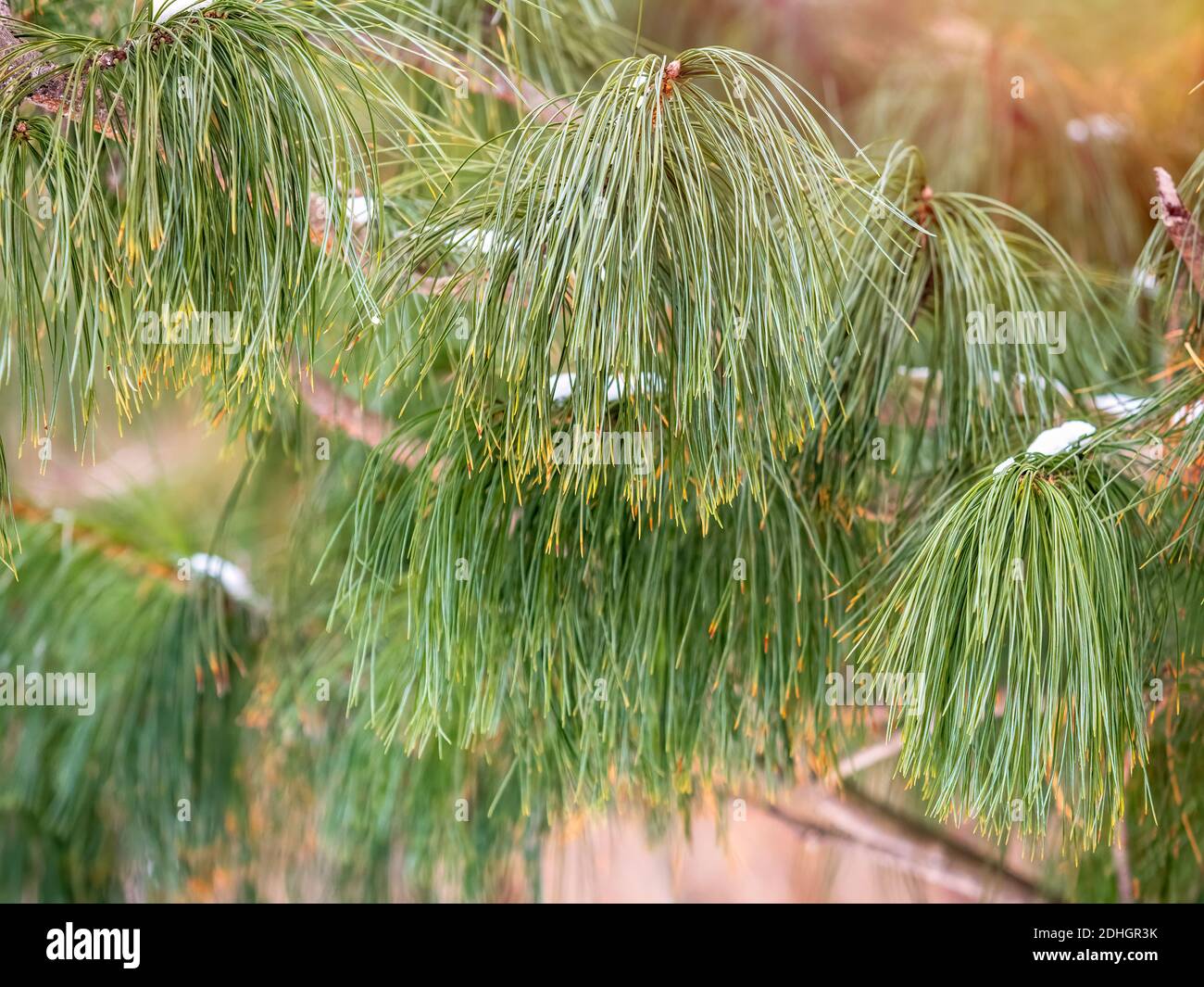 Zedernzweige mit langen flauschigen Nadeln. Pinus sibirica oder sibirische Kiefer. Kiefer Zweig mit langen und dünnen Nadeln. Weihnachten Hintergrund Stockfotografie