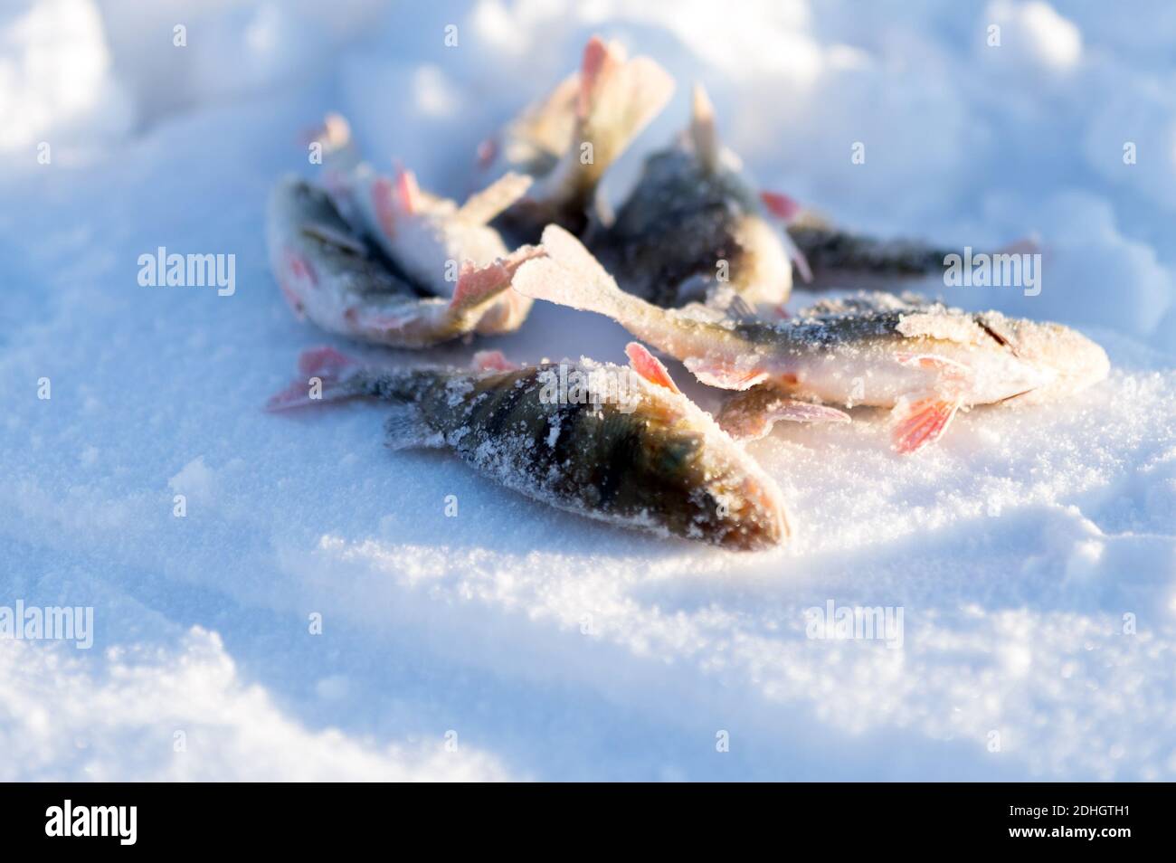 Barsch, gerade aus dem Loch gefangen, liegen im Schnee während der Winterangeln. Stockfoto