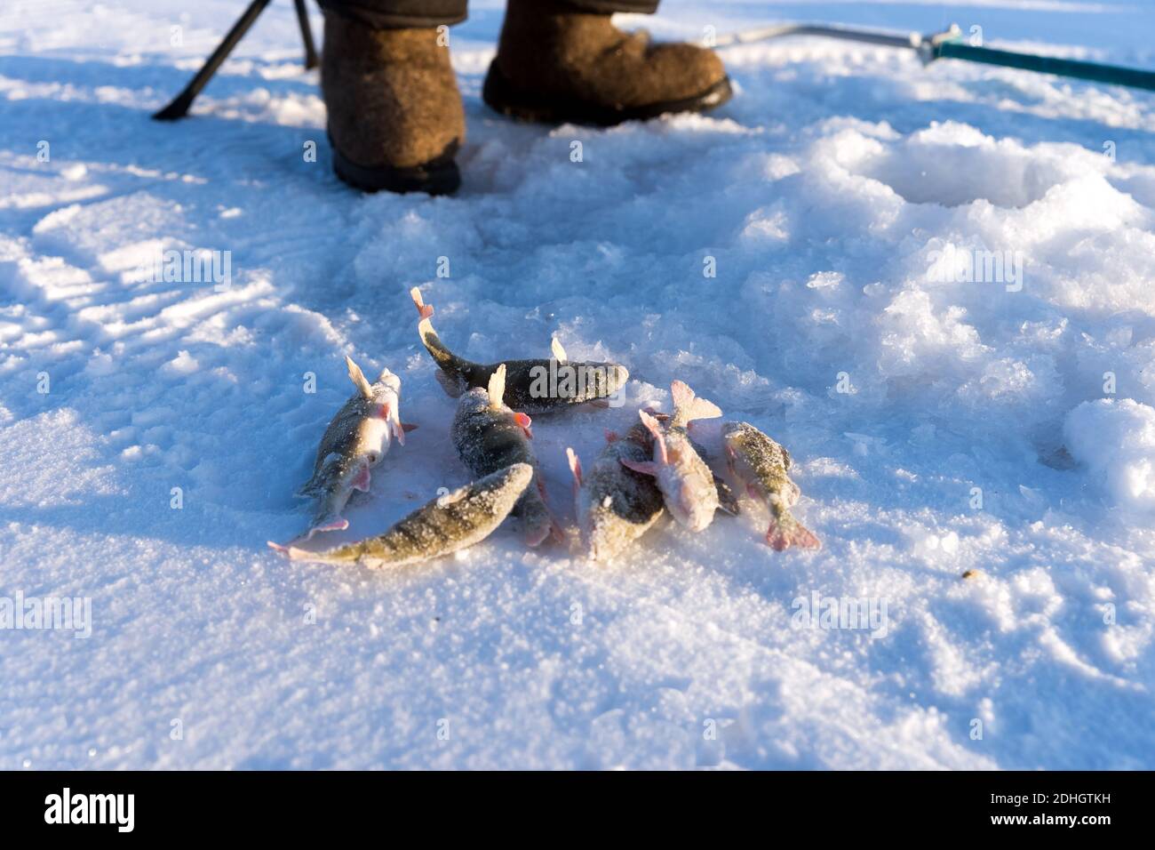 Barsch, gerade aus dem Loch gefangen, liegen im Schnee vor dem Hintergrund der Fischerstiefel während der Winterfischen. Stockfoto