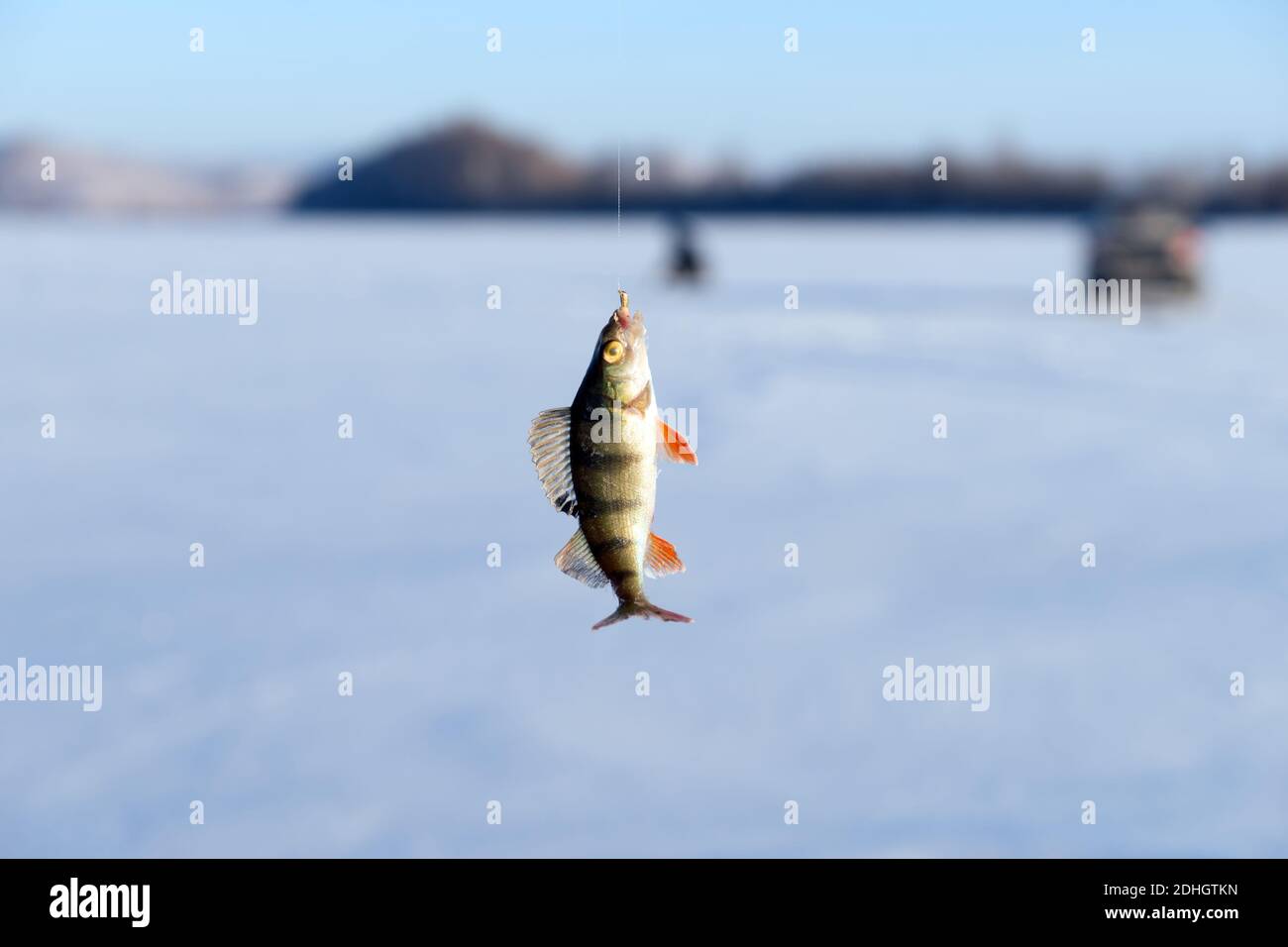 Barsch, gerade aus dem Loch gefangen, hängen an einem Haken auf dem Hintergrund des Sees während der Winterfischen. Stockfoto