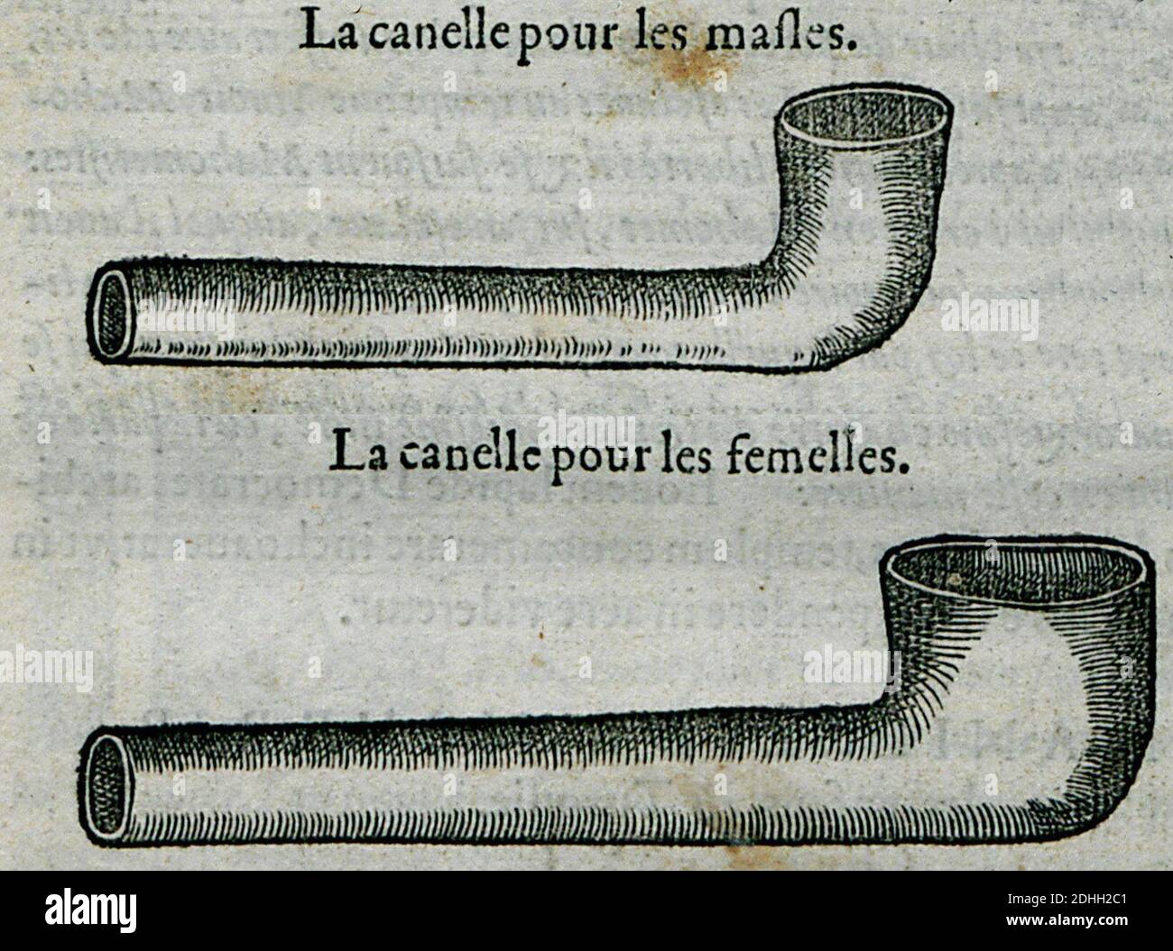 La canelle pour les masles La canelle pour les femelles - Belon Pierre - 1554. Stockfoto