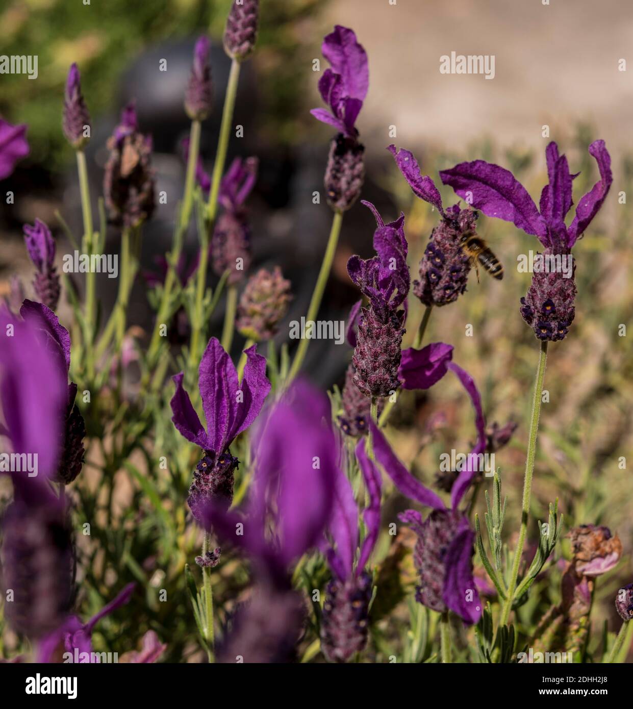 Lavendel im Garten, Stockfoto