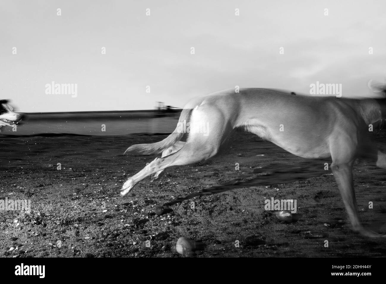 Zwei Hunde Windhund Schafe Hund Grenze Collie spielen Jagd auf Der Strand läuft mit Geschwindigkeit Full Tilt Bewegung füllen Blitz Blitzunschärfe Stockfoto