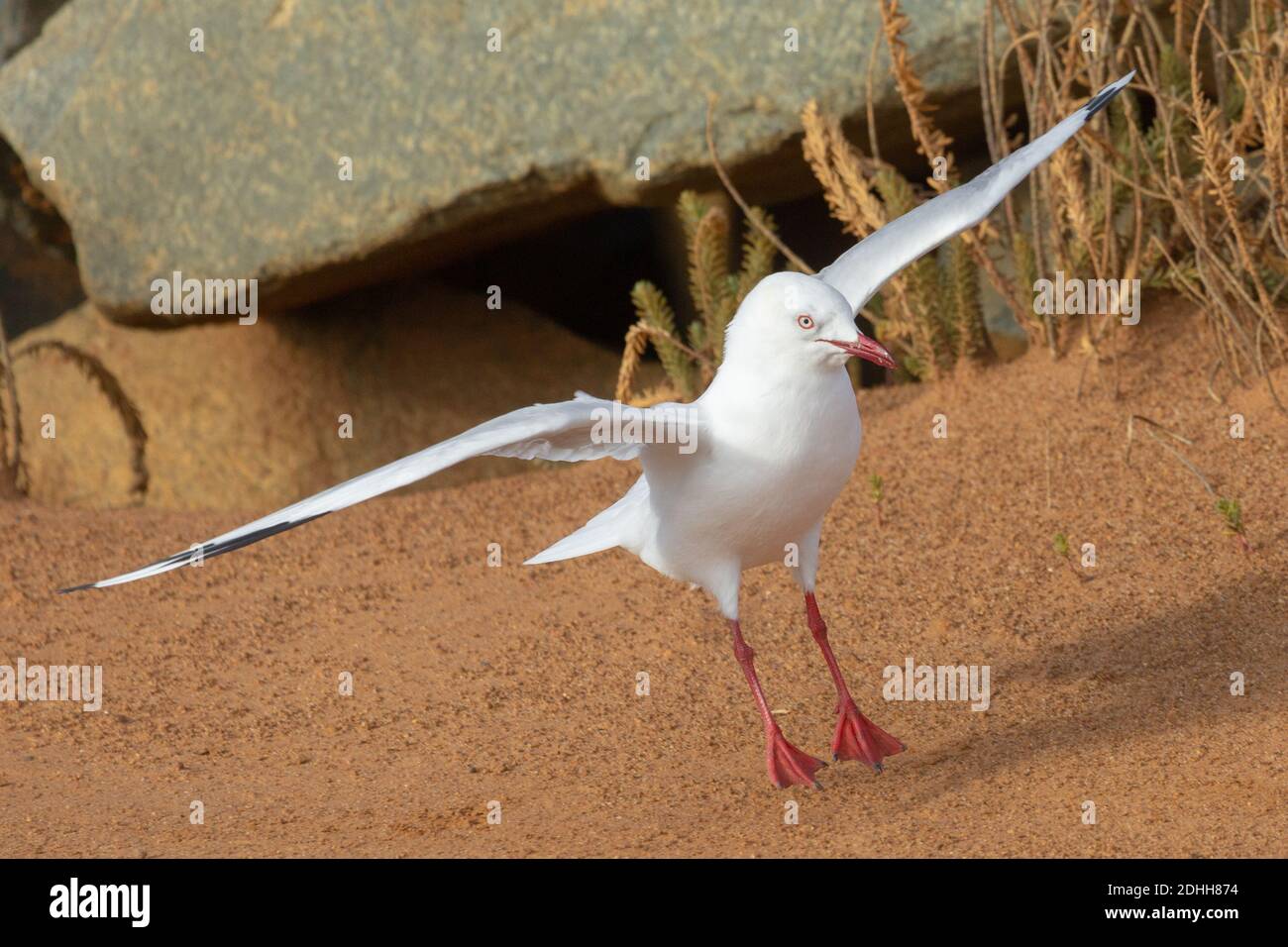 Silbermöwe im Hafen von Hopetoun, Südwestaustralien Stockfoto