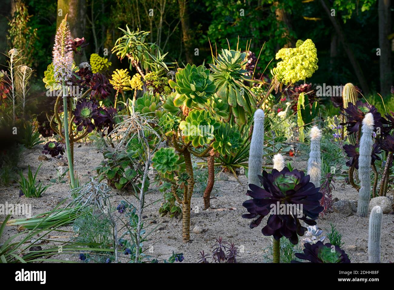 Sandbett, Aeonium, Xeriscaping, Xeriscape, Olearia lacunosa, Aeonium, Cleistocactus strausii, Kaktus, Kakteen, Aloe, Aloe, Trockenbett, trockener Garten, Xeriscaping, Mischung, Mischung Stockfoto