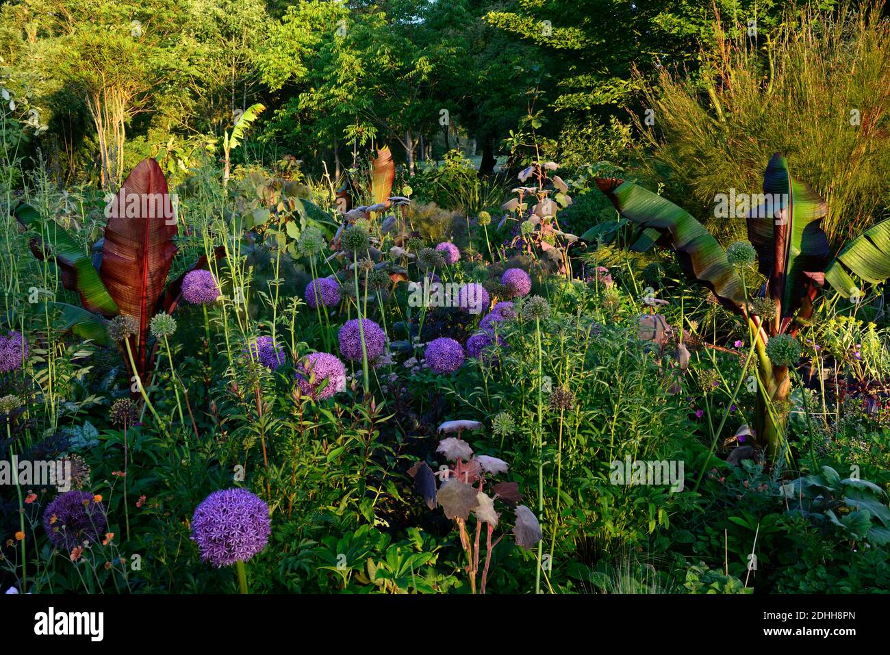 allium Purple Sensation,Allium Globemaster,Ensete ventricosum Maurelii,Purple Alliums,äthiopische schwarze Banane,astrantia bo ann, mix, gemischt, ornamental oni Stockfoto