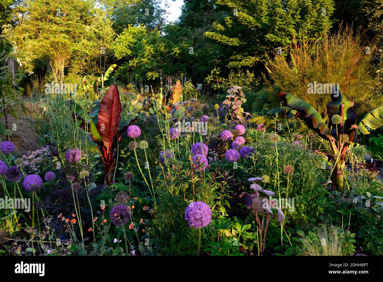 allium Purple Sensation,Allium Globemaster,Ensete ventricosum Maurelii,Purple Alliums,äthiopische schwarze Banane,astrantia bo ann, mix, gemischt, ornamental oni Stockfoto