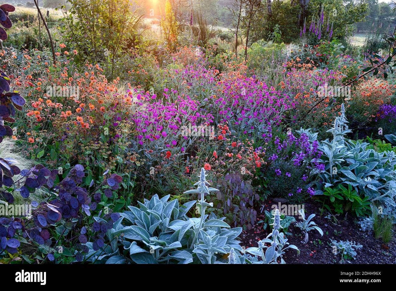 Geum Rubin, geum Totally Tangerine, geum Scarlet Tempest, Lychnis Hill Grounds, Lunaria annua Chedglow Samenschoten, Dahlia, verbascum, gemischte Pflanzschema, Co Stockfoto