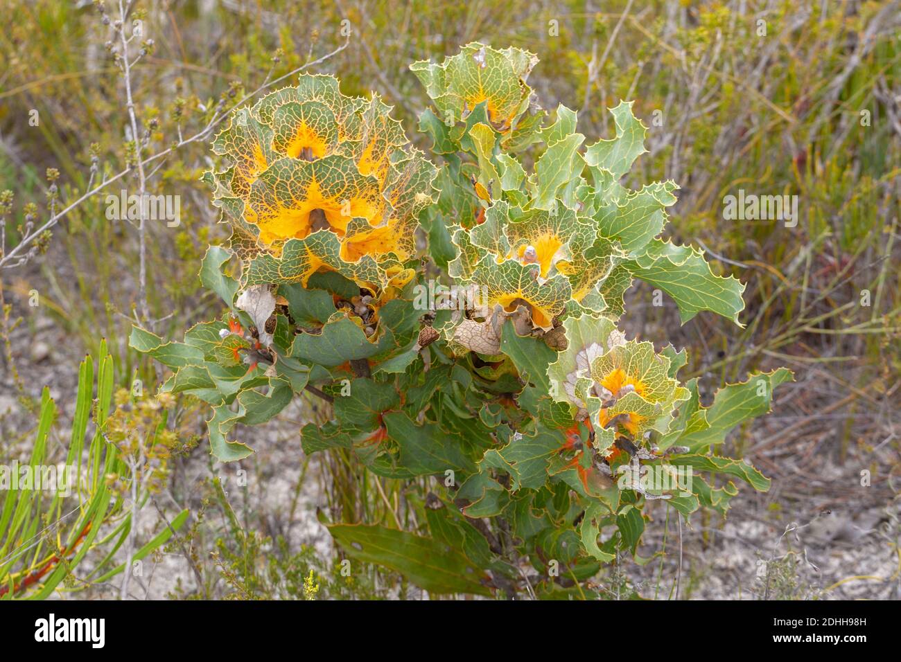 Laub des endemischen Royal Hakea (Hakea Victoria) im Fitzgerald River Nationalpark, Westaustralien Stockfoto