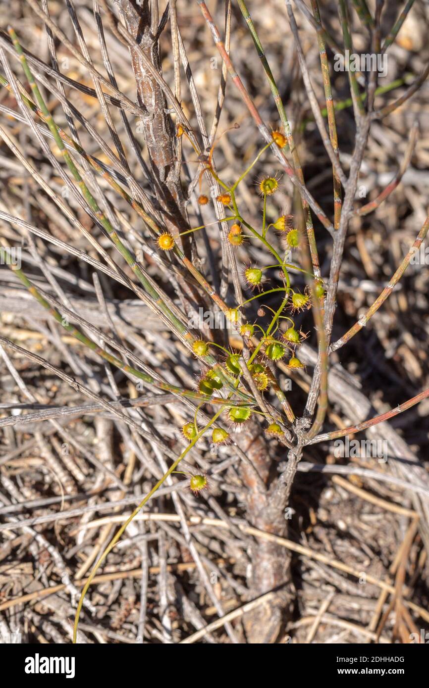 Der krachende Sundaw Drosera macrantha im Stirling Range Nationalpark, Western Australia Stockfoto
