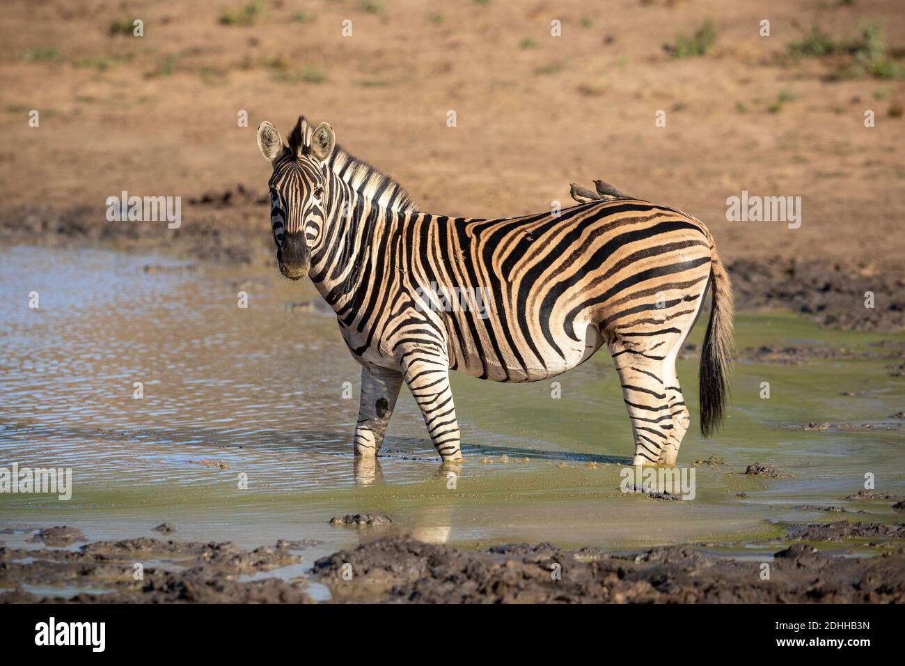 Erwachsene Zebras, die in schlammigem Wasser stehen und in Kruger wachsam aussehen Nationalpark in Südafrika Stockfoto
