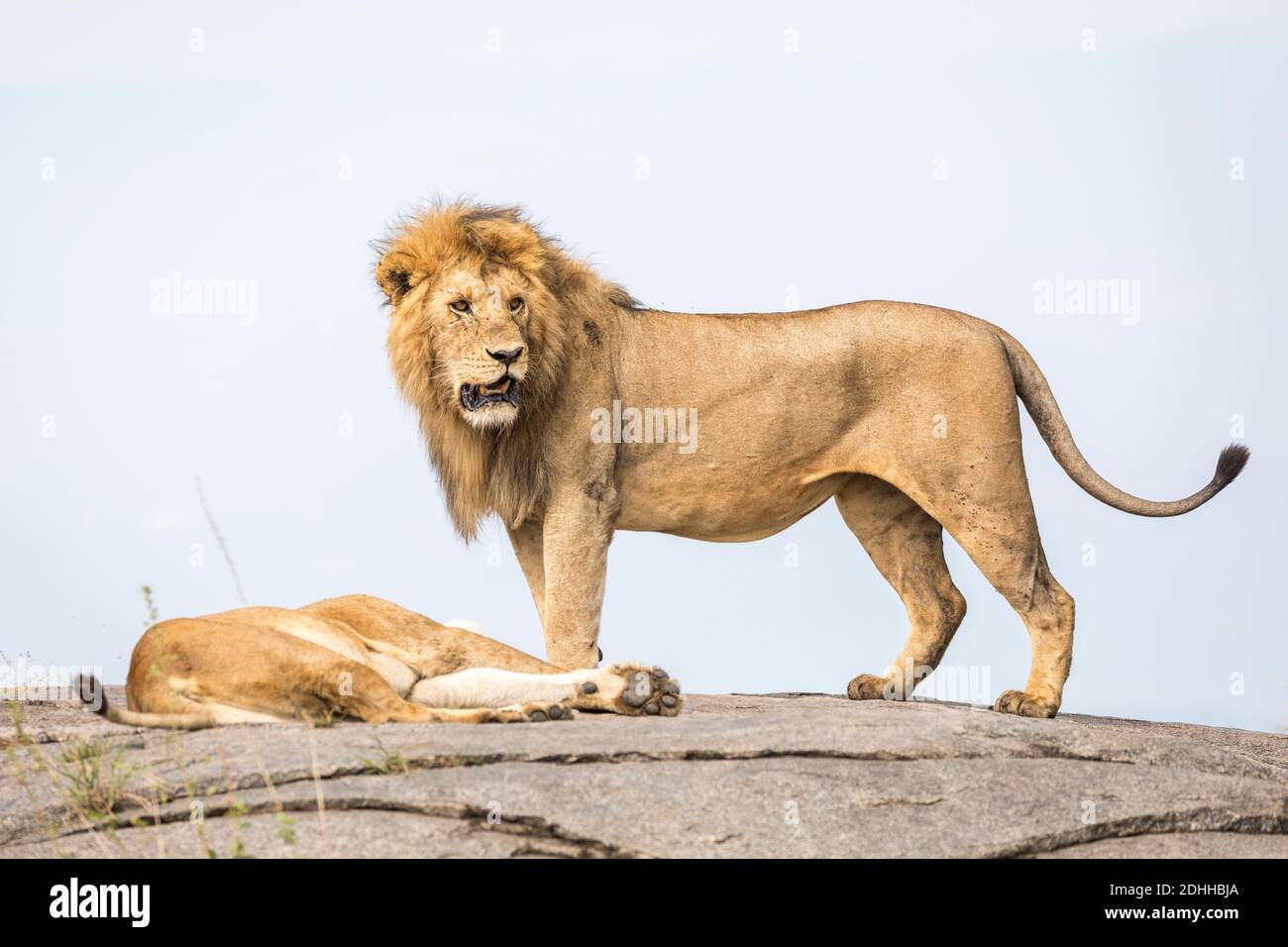 Paarender männlicher Löwe, der auf einem Felsen steht und wachsam aussieht Seine Frau liegt im Serengeti Nationalpark in Tansania Stockfoto