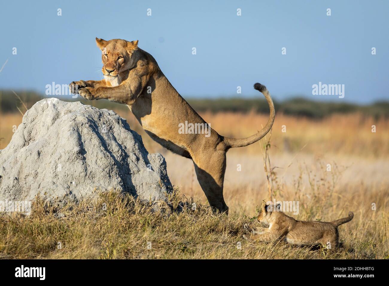 Löwin springt auf einem großen Termitenhügel mit ihrem kleinen löwenjunge läuft hinter ihr in Savuti in Botswana Stockfoto