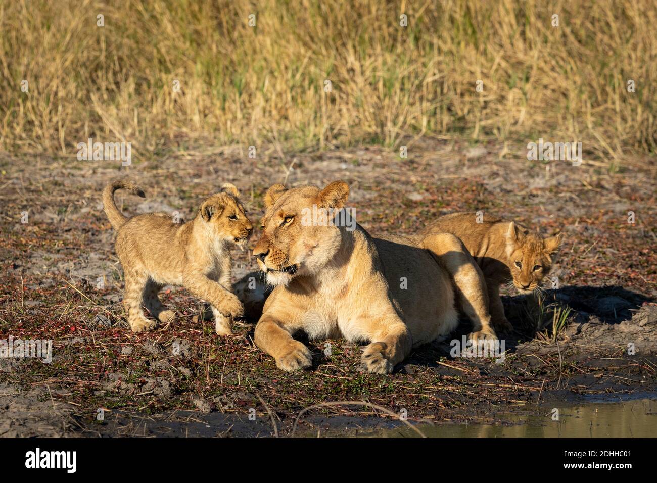 Löwin und ihre beiden jungen Löwen spielen an der Wasserrand im Savuti Reserve in Botswana Stockfoto
