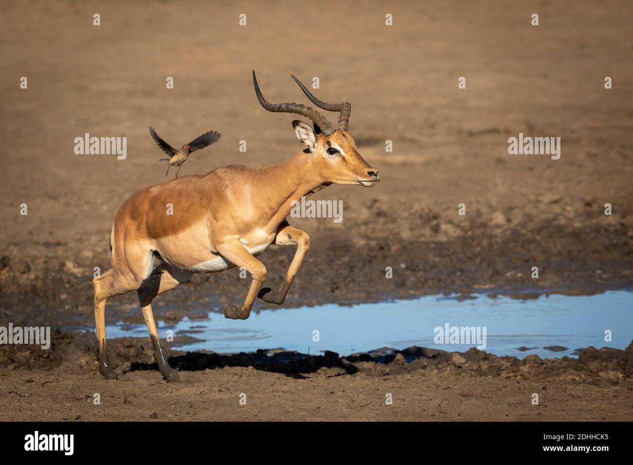 Männliches Impala mit schlammigen Beinen, die in der Nähe des Wasserrandes laufen Kruger Park in Südafrika Stockfoto