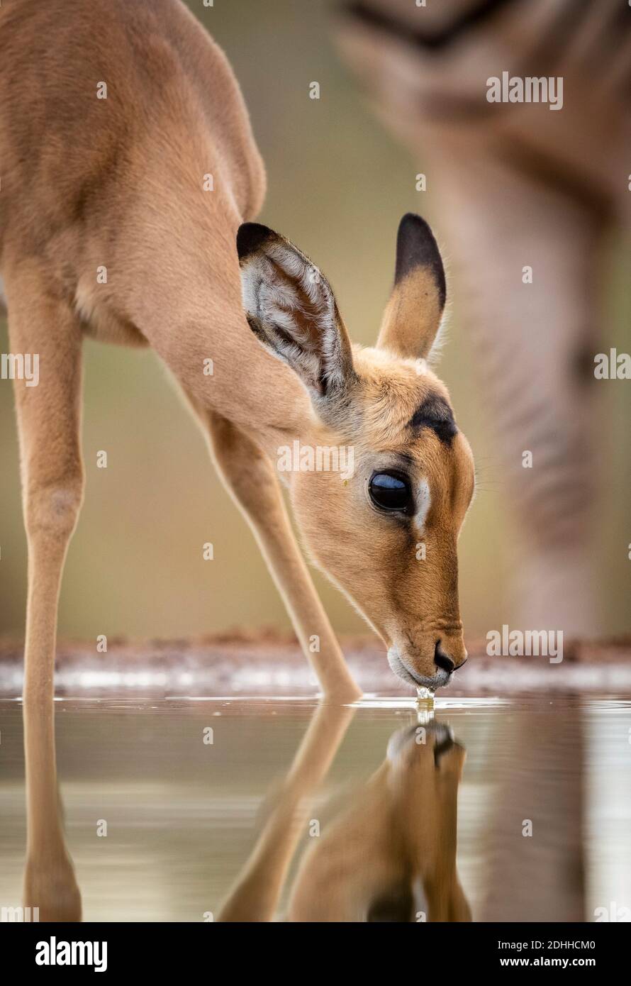 Wasserspiegelung des Baby Impala mit den großen Augen trinkend Aus einem Wasserloch im Kruger Park in Südafrika Stockfoto