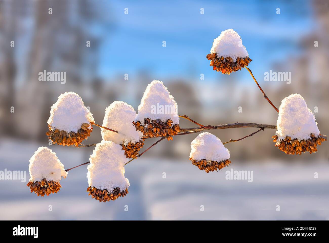 Goldene trockene Blumen aus Samengefäßen auf Buschzweigen schneebedeckt - natürliche weihnachtsdekoration des Winterparks. Schönes Detail der Winternatur auf b Stockfoto