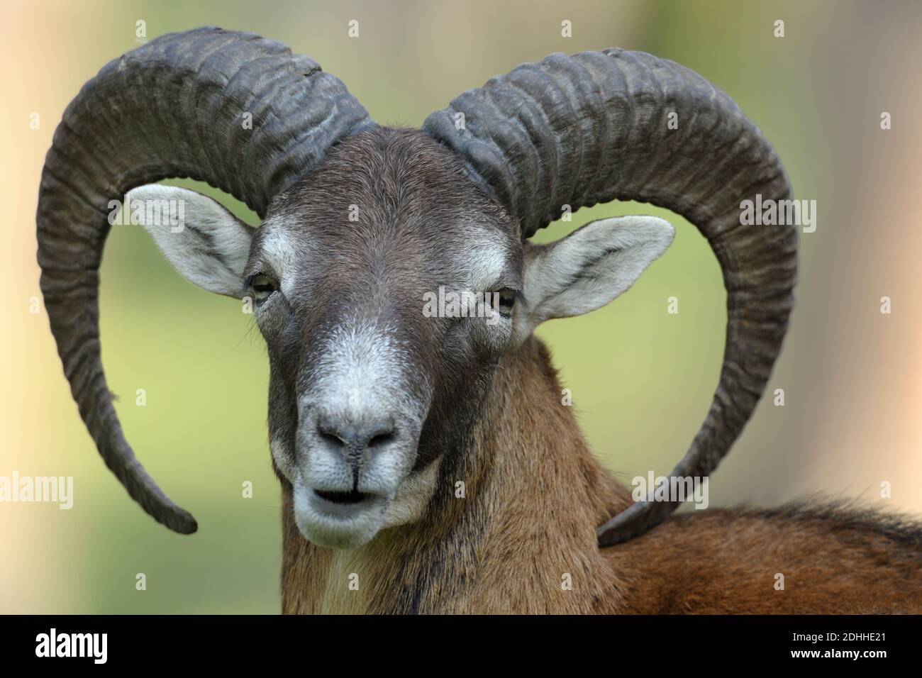 Mufflon, Porträt, (Ovis ammon musimom), Stockfoto