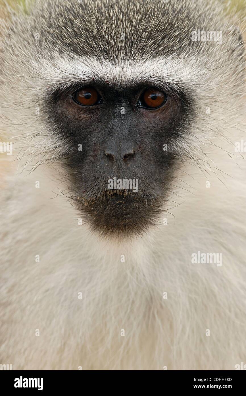 Grüne Meereskatze, (Cercopithecus aethiops), Porträt Stockfoto