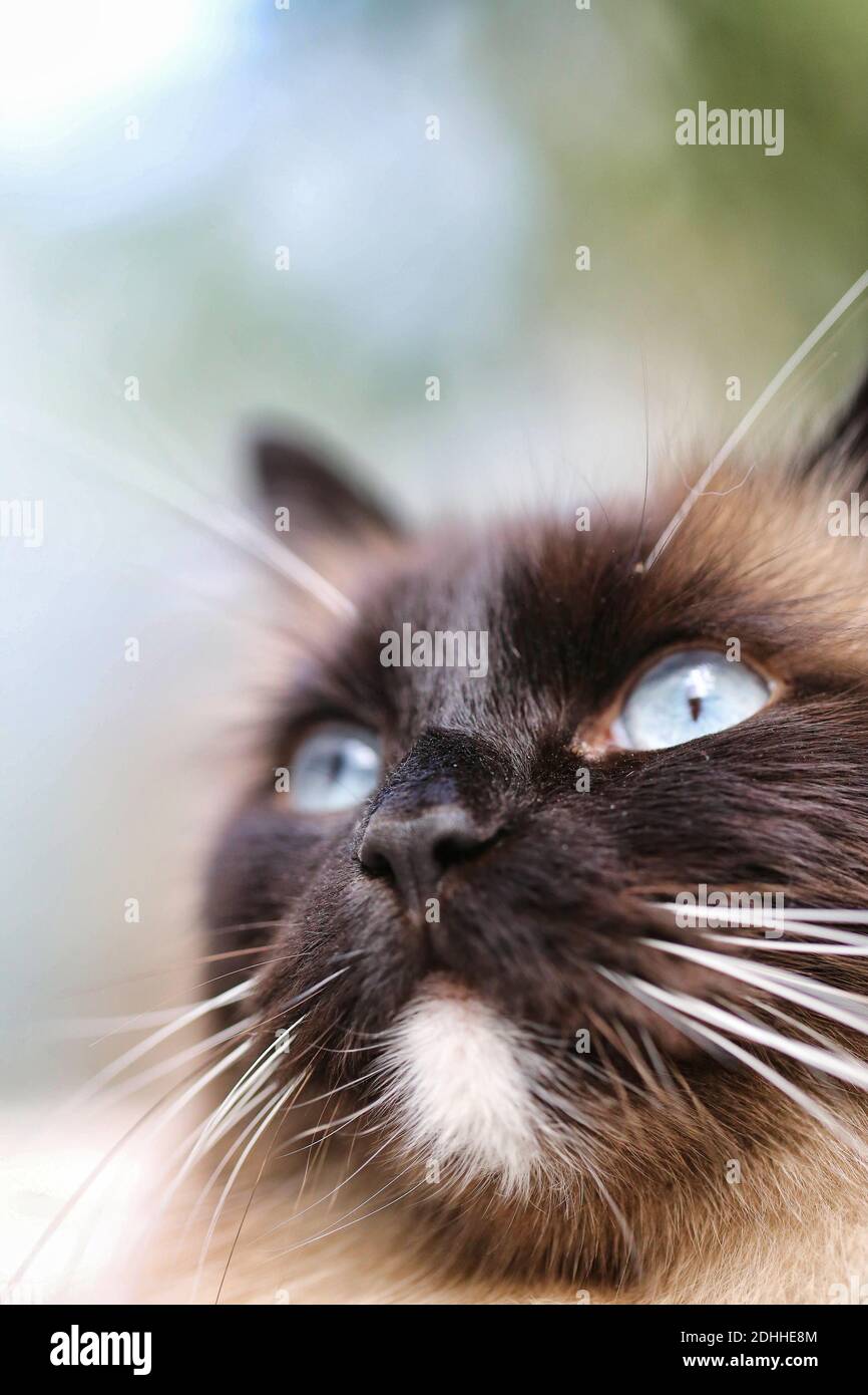 Ragamuffin Kater Stockfoto