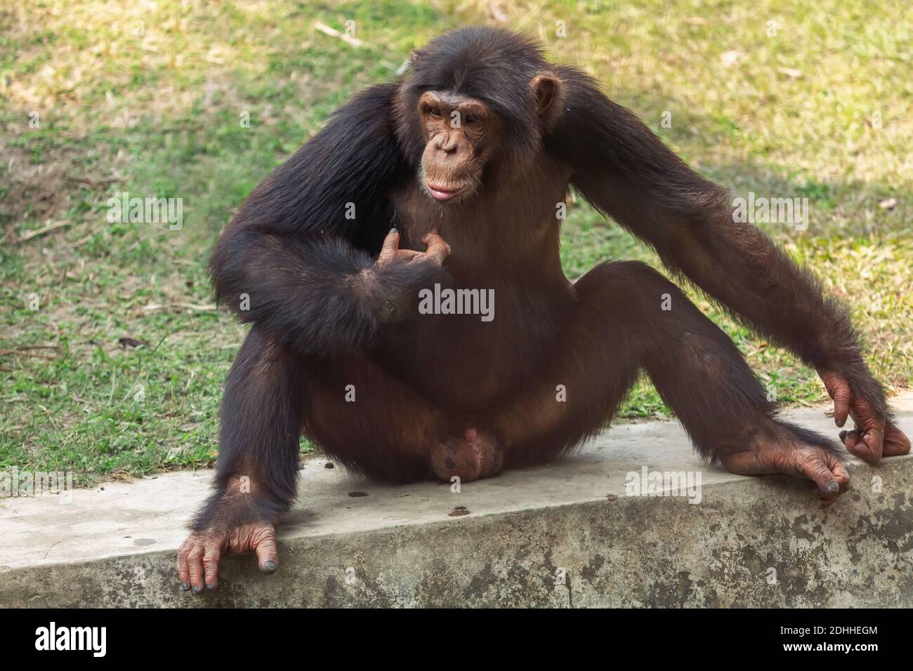 Schimpansen-Affe in Nahaufnahme aus der Porträtansicht, aufgenommen bei einem Indisches Tierschutzgebiet Stockfoto