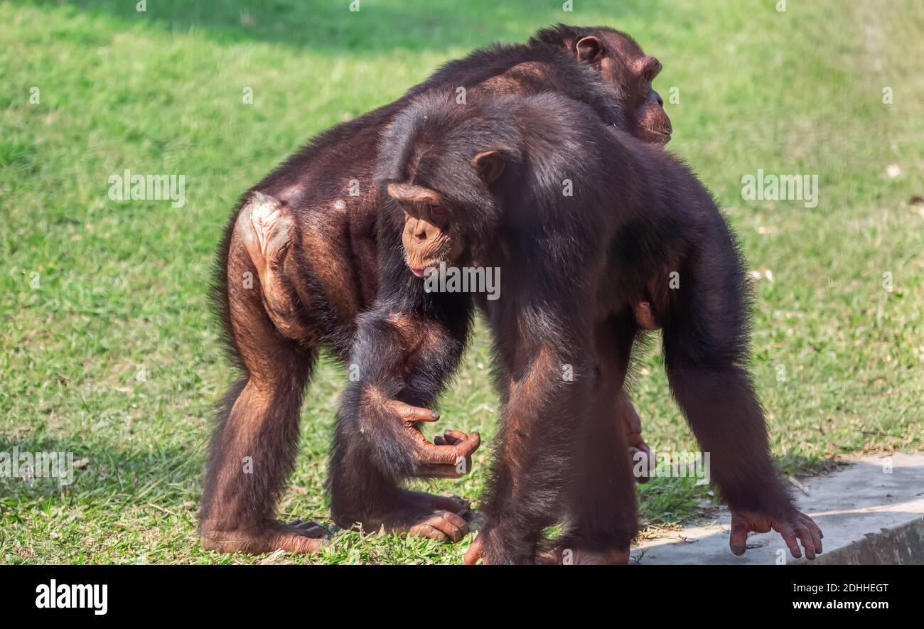 Schimpansen Affen im indischen Wildreservat Stockfoto