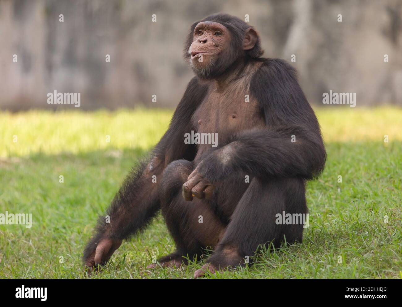 Schimpansen-Affe mit niedlichem Gesichtsausdruck auf indische Wildtiere geschossen Zufluchtsort Stockfoto