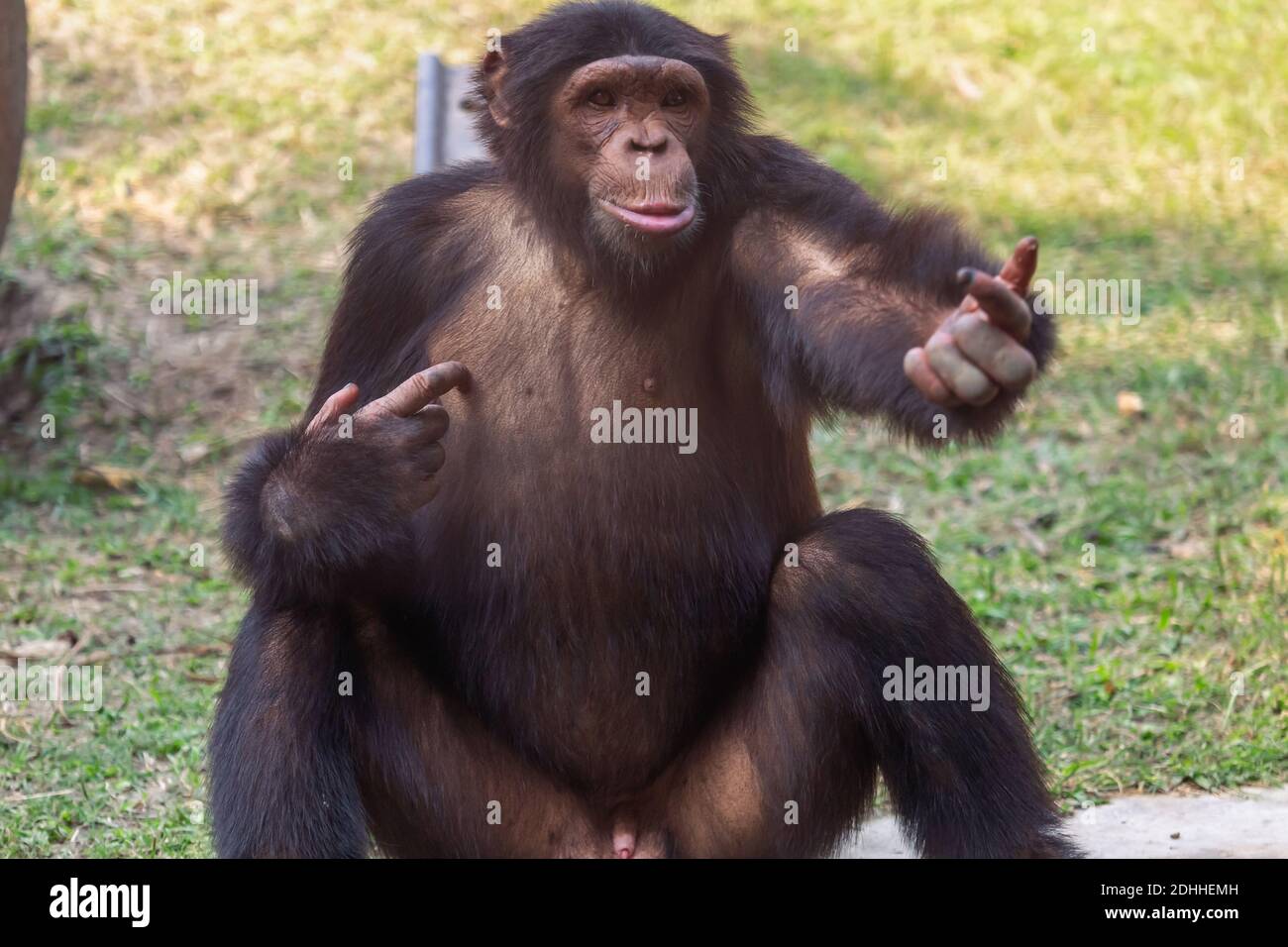Schimpansen-Affe streckte bei einem Indianer die Hand zum Essen aus Tierschutzgebiet Stockfoto