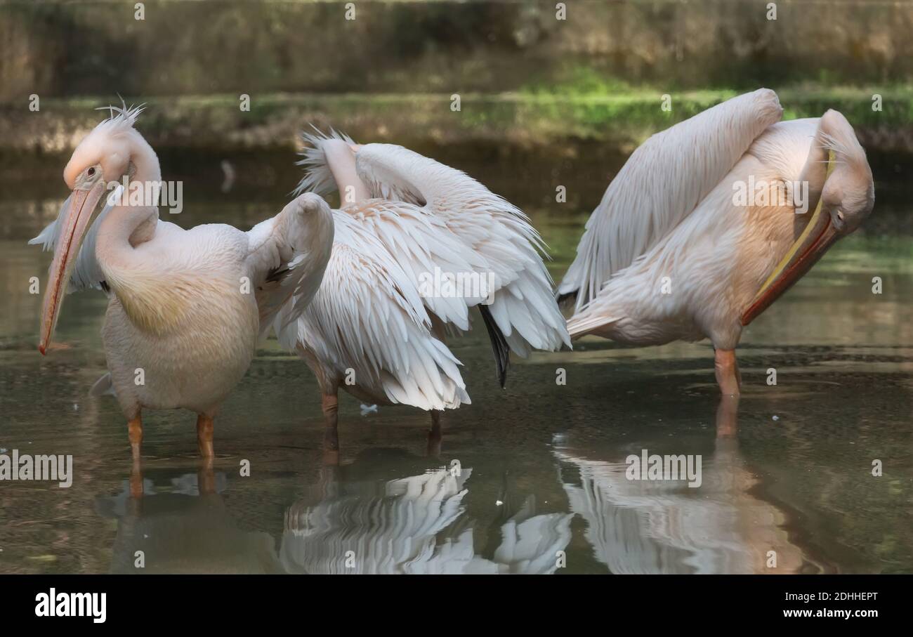 Große weiße Pelikanvögel schwimmen im Sumpfwasser bei A Wildlife Sanctuary in Indien Stockfoto