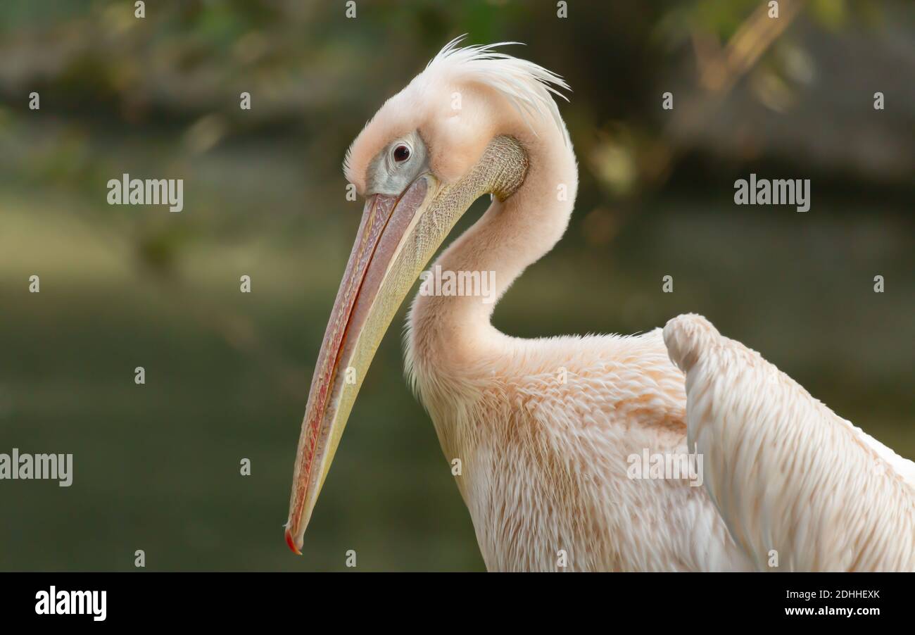 Großer weißer Pelikanvogel Nahaufnahme Kopfschuss auf Inder Naturschutzgebiet Stockfoto