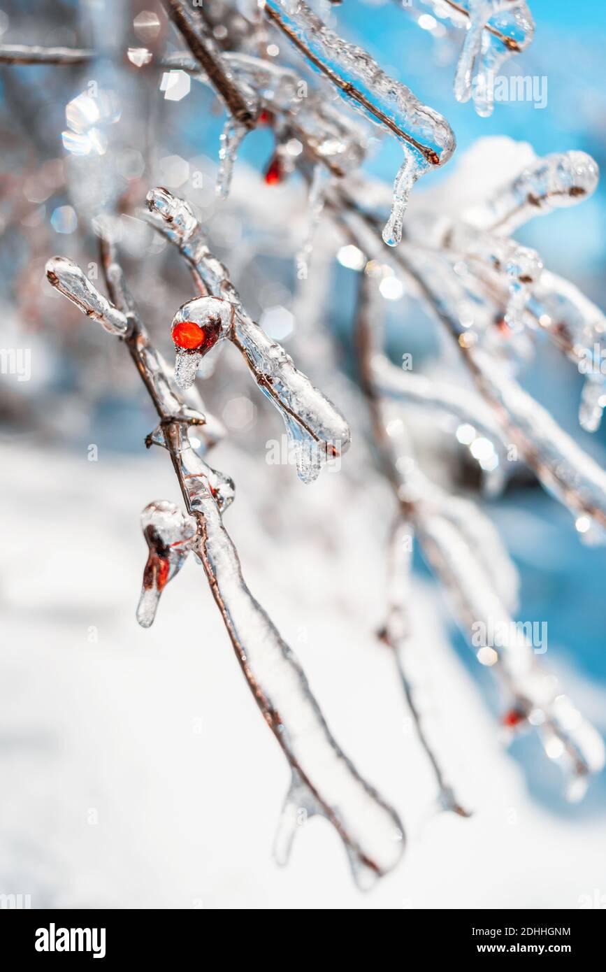 Baumzweige mit roten Beeren bedeckt mit glitzerndem Schnee und Eis. Glänzende Eiszapfen auf einem Baum, blauer Himmel auf dem Hintergrund. Winter Schnee frostigen Wetter. Stockfoto