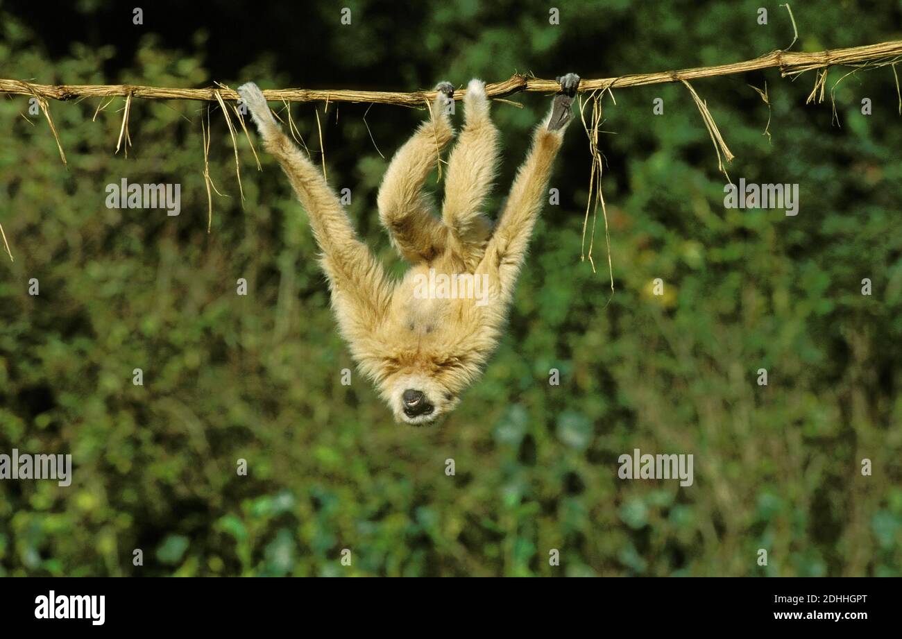 White-Handed Gibbon, Hylobates Lar, Erwachsenen hängen von Liana, lustige Haltung Stockfoto