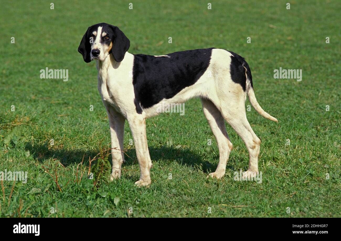 Anglo-französischen weißen und schwarzen Hund Stockfoto