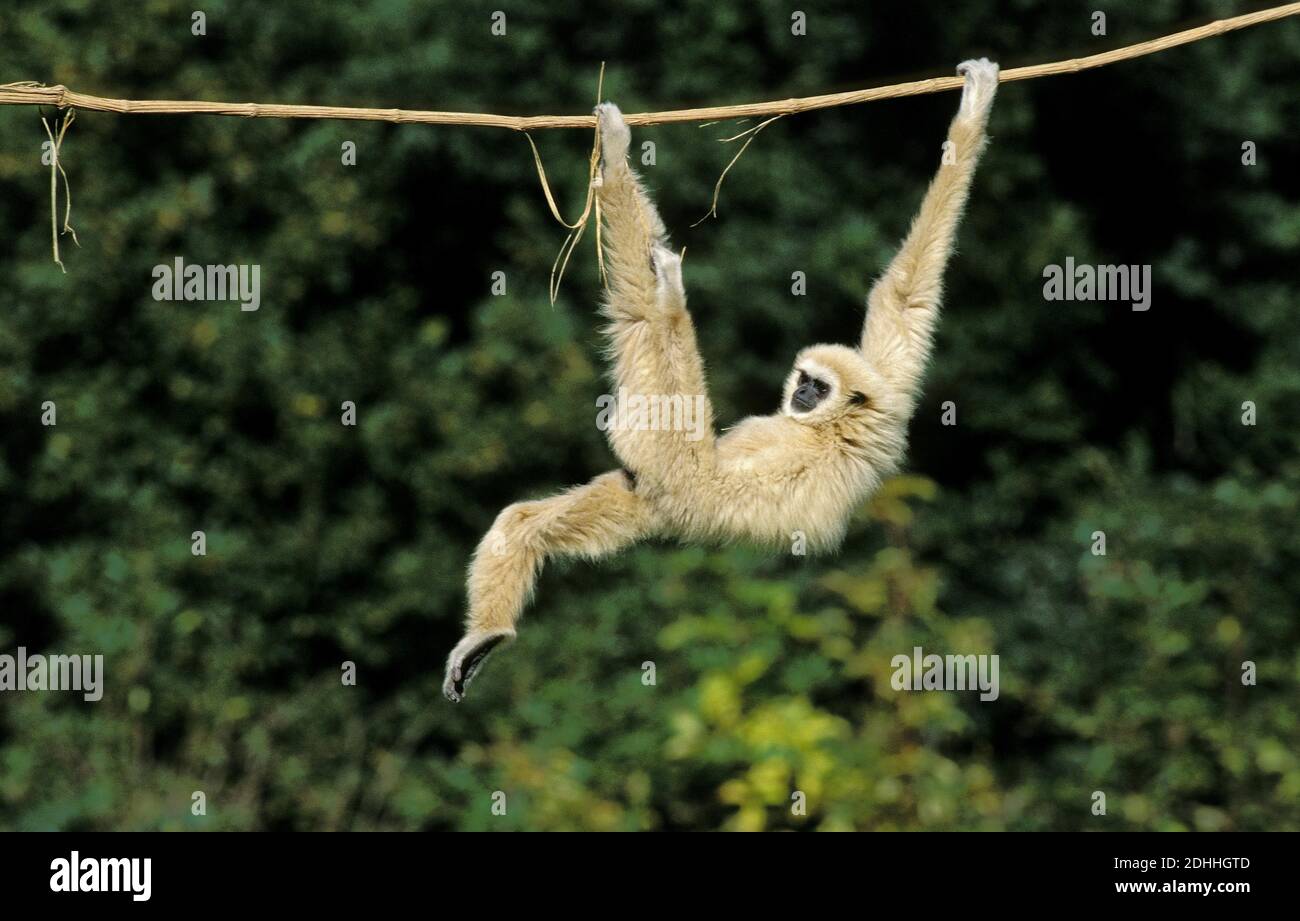 White-Handed Gibbon, Hylobates Lar, Erwachsenen hängen von Liana, lustige Haltung Stockfoto