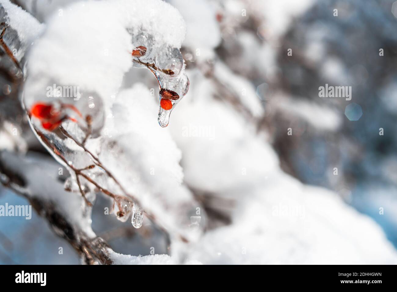 Baumzweige mit roten Beeren bedeckt mit glitzerndem Schnee und Eis. Glänzende Eiszapfen auf einem Baum. Winter Schnee frostigen Wetter. Natürlicher Hintergrund. Stockfoto