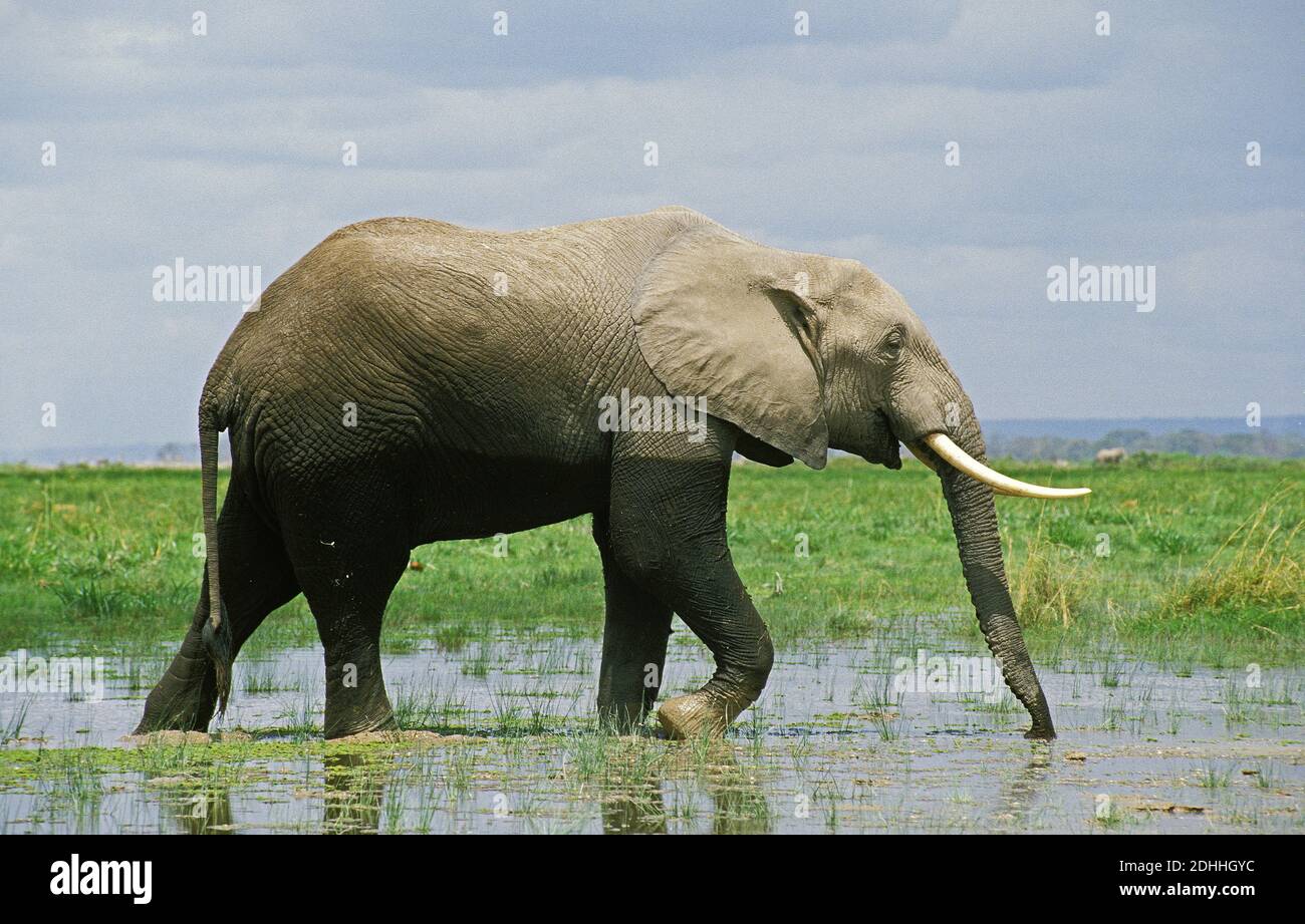 Afrikanischer Elefant, Loxodonta Africana, Erwachsenen aus Sumpf, Masai Mara-Park in Kenia Stockfoto