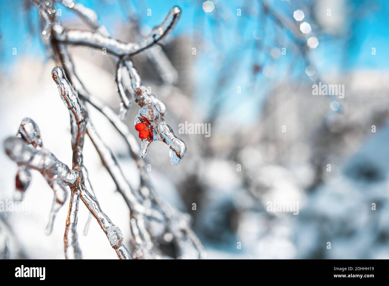 Baumzweige mit roten Beeren bedeckt mit glitzerndem Schnee und Eis. Glänzende Eiszapfen auf einem Baum, blauer Himmel auf dem Hintergrund. Winter Schnee frostigen Wetter. Stockfoto