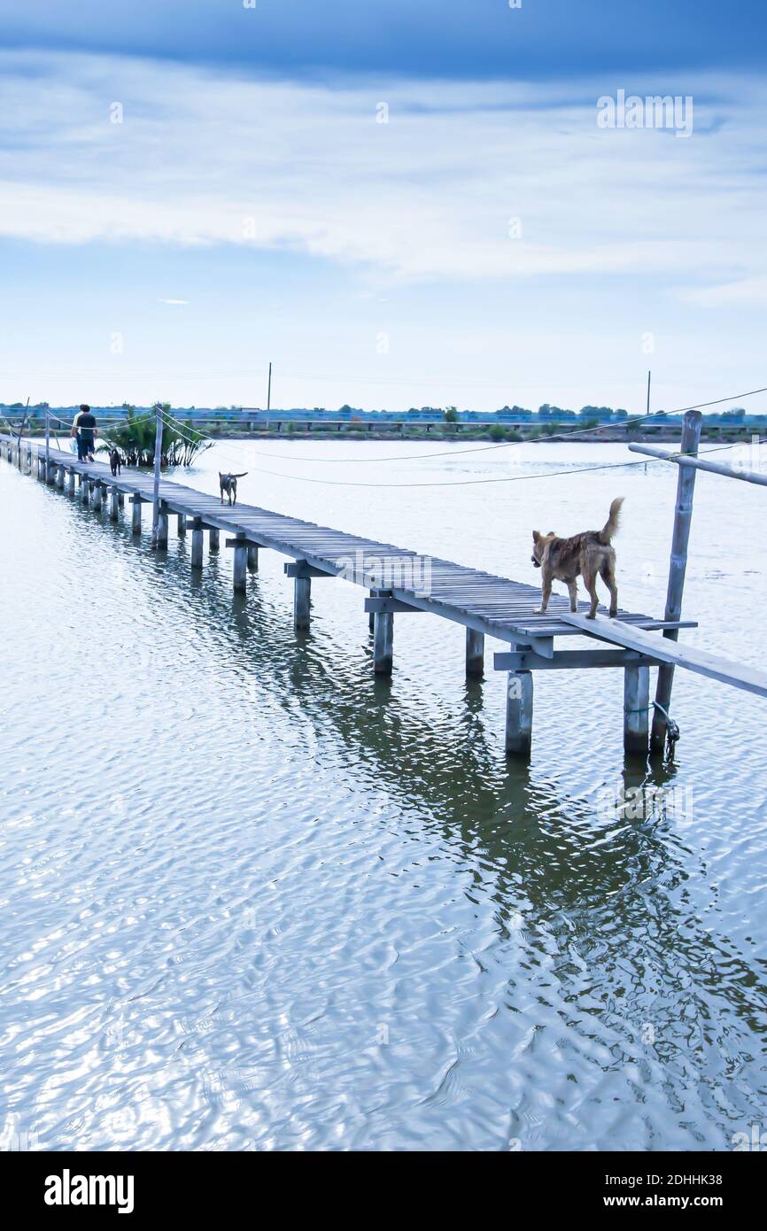 Einheimische mit Haustieren, die in der Dämmerung über die lange hölzerne Fußgängerbrücke über den See gehen, ländliche Szene in der Nähe des Golfs von Thailand. Selektiver Fokus. Stockfoto