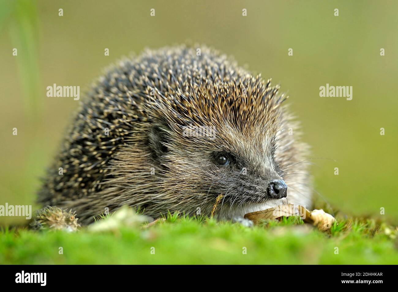 Europäischer Igel sitzt im Gras, (Erinaceida), Nahaufnahme Stockfoto