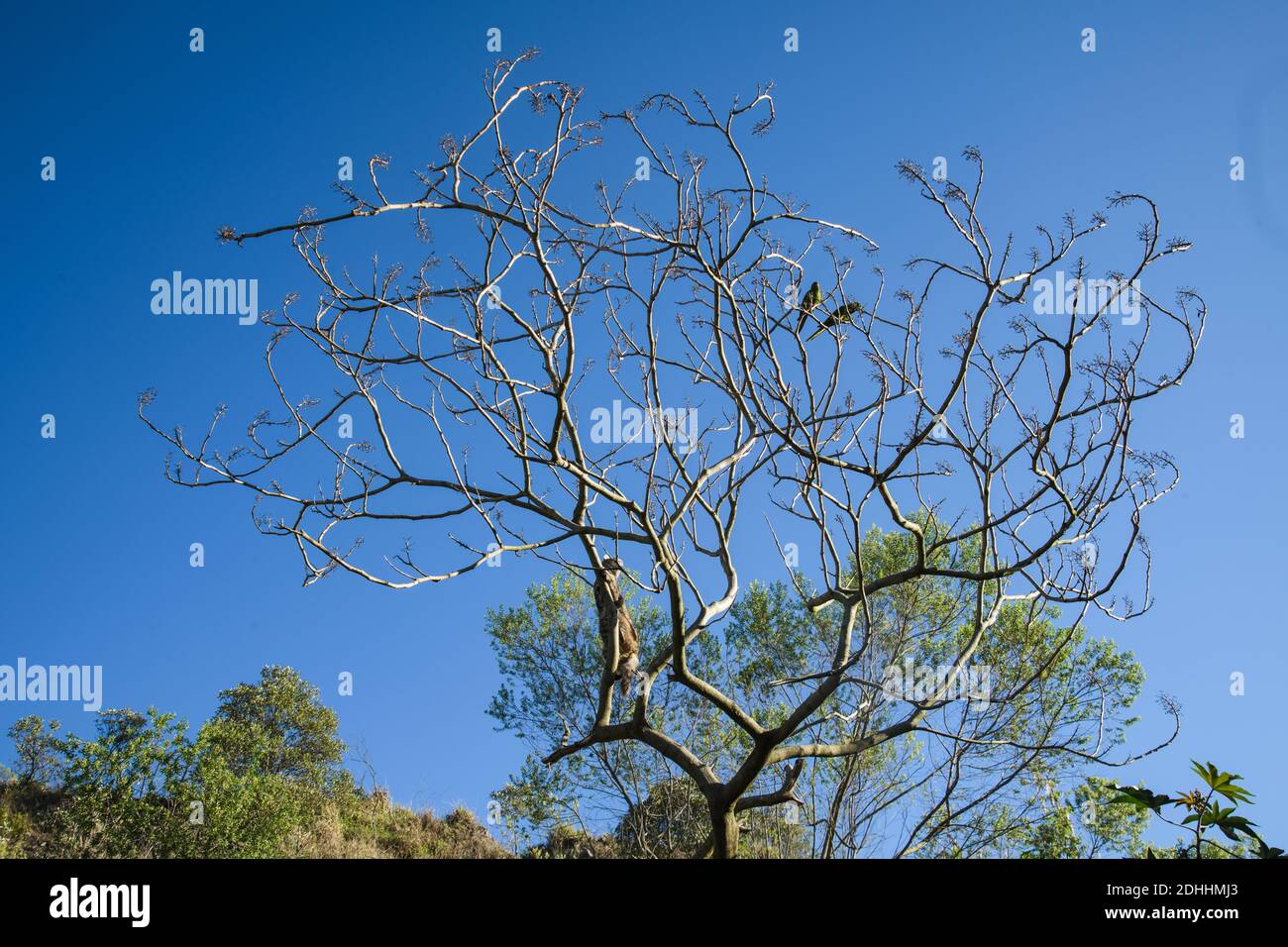 Katzenjagd Vögel auf dem Baum in Brasilien Stockfoto