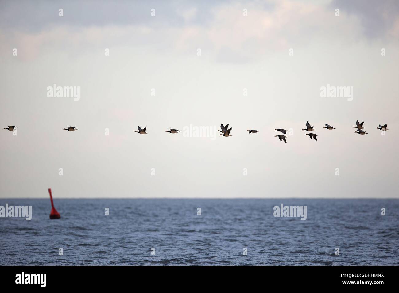 Barnacle Goose auf Migration könnte Vogelgrippe nach Europa zu bringen Stockfoto