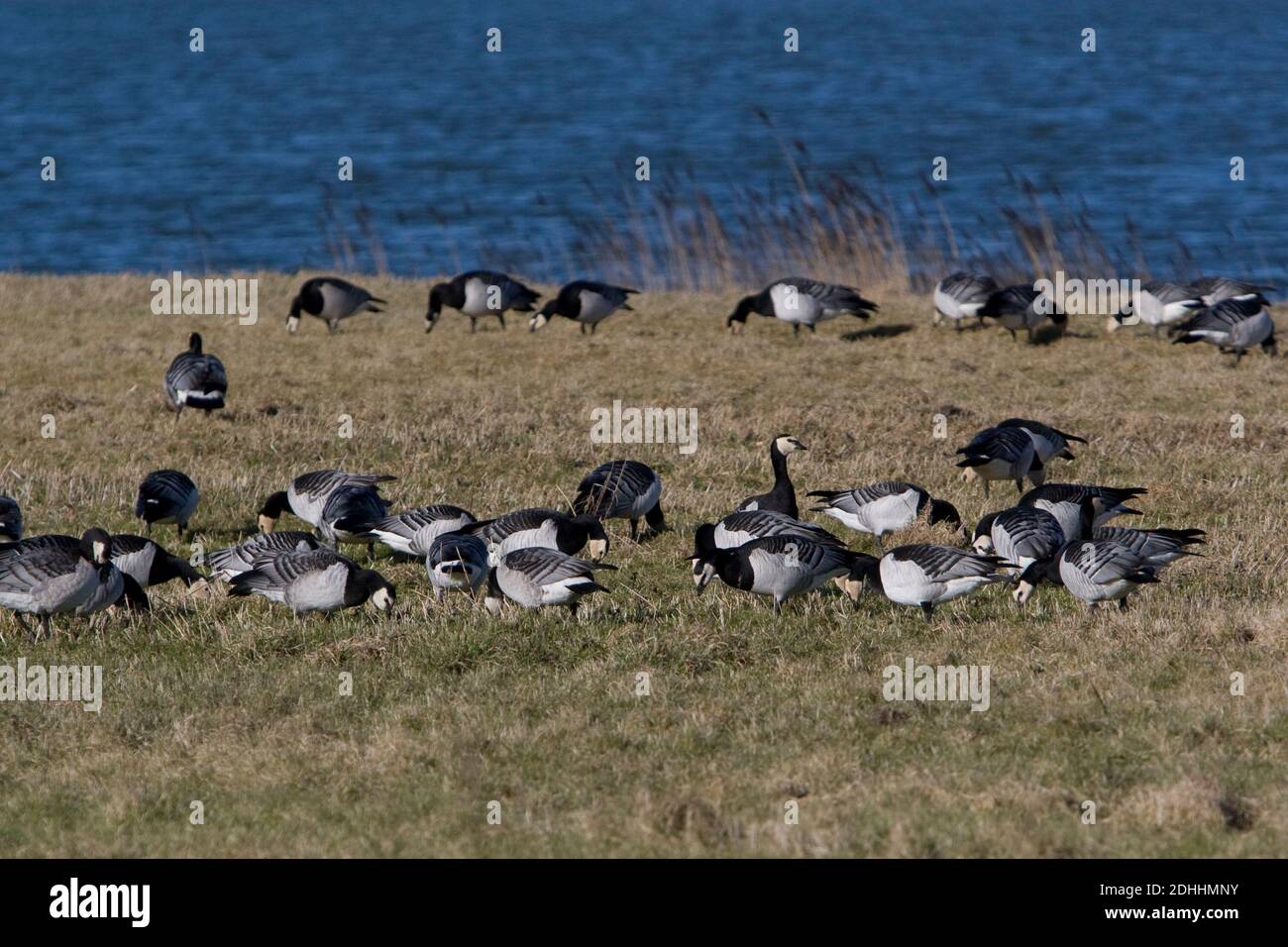 Die überwinternde Barnacle Goose könnte Vogelgrippe nach Europa bringen Stockfoto