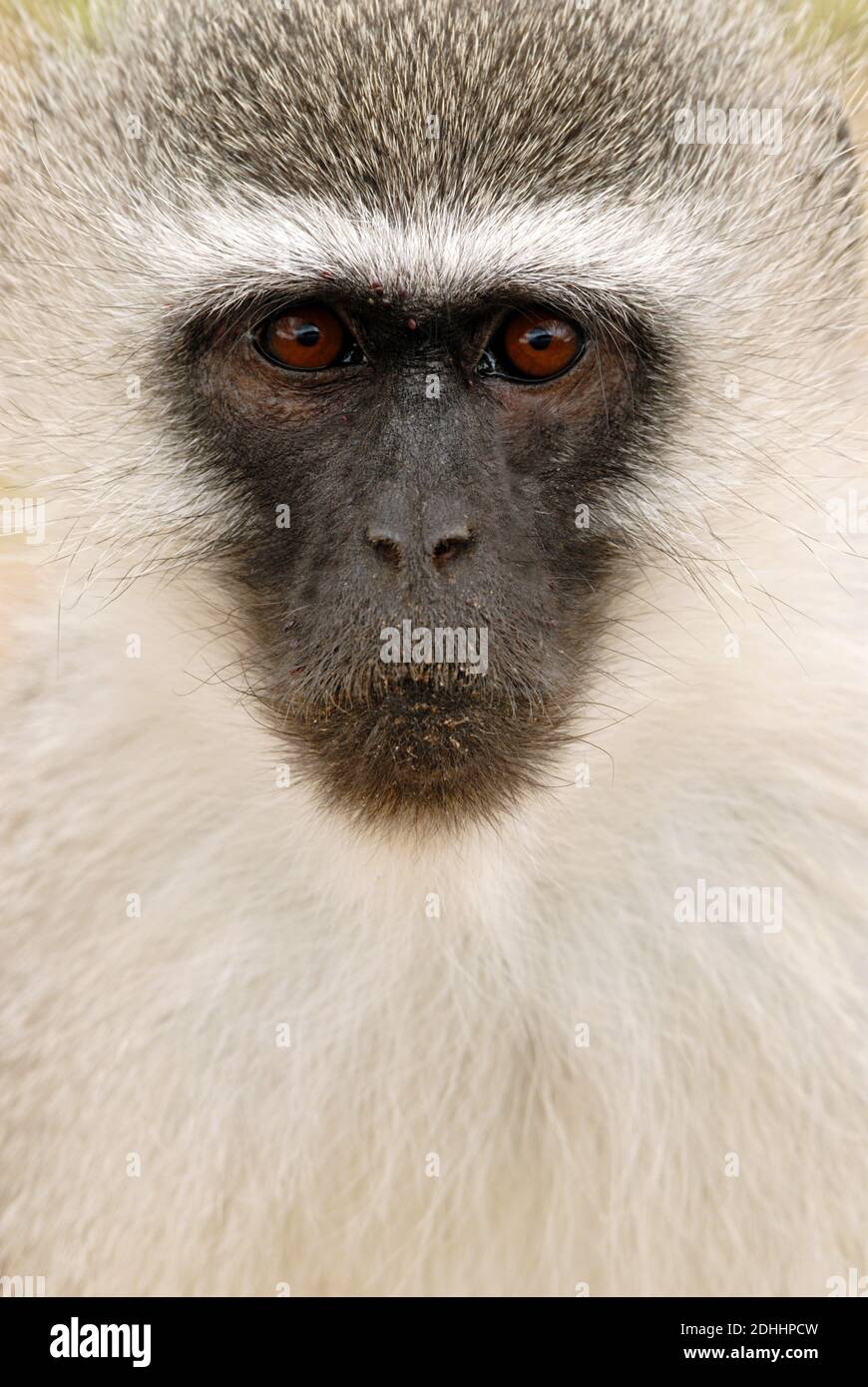 Grüne Meereskatze, Porträt, (Cercopithecus aethiops, Stockfoto